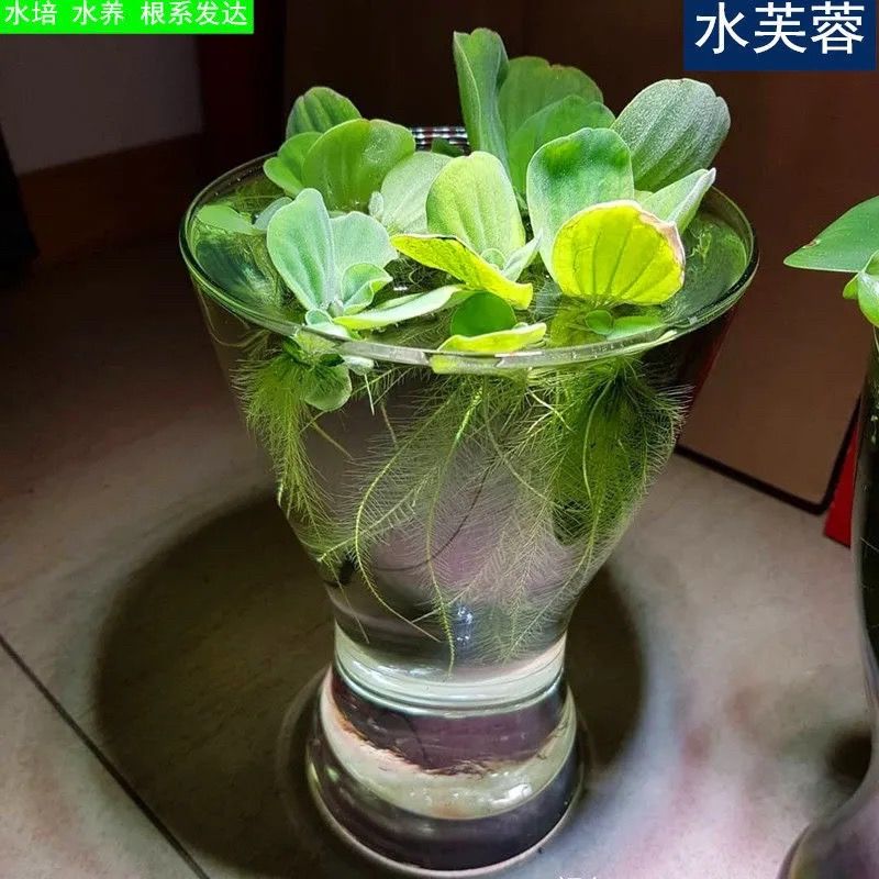 浮萍水草水葫芦水芙蓉养龟鱼虾水芙蓉水生植物庭院水池净化水质 虎窝拼