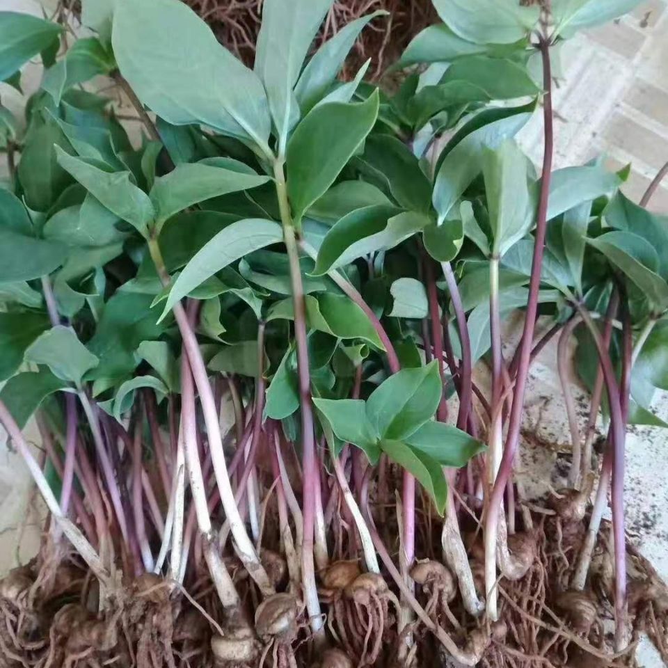 优质重楼七叶一枝花苗 独角莲灯台七易种植成活率高提供种植技术