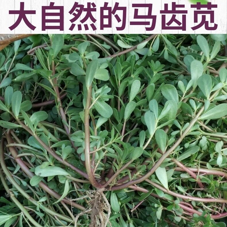 新鲜马齿苋马蜂菜五行草野生马苋菜现挖蚂蚱菜野菜长寿菜冰鲜包邮