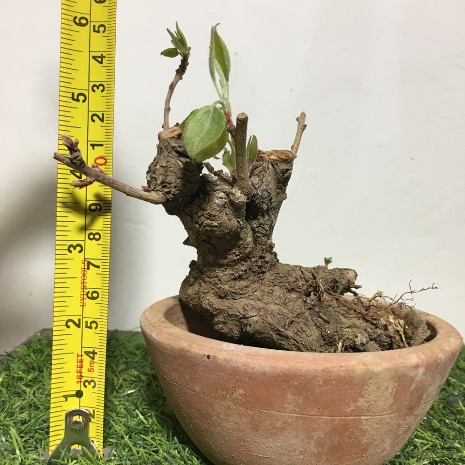 新品棠梨盆景暴皮怪桩室内阳台庭院植物盆景果树盆栽随机发货