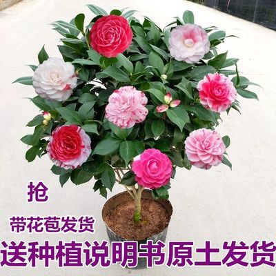茶花专用营养土喜酸性土壤植物盆栽种植山茶花土红土有机花泥包邮 5月24日发完 虎窝拼