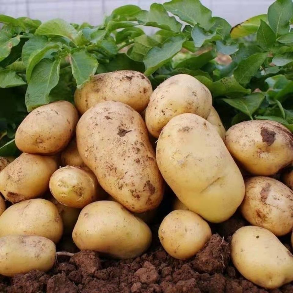 5斤装起土豆马铃薯洋芋黄心特价土豆现挖现发新鲜蔬菜批发