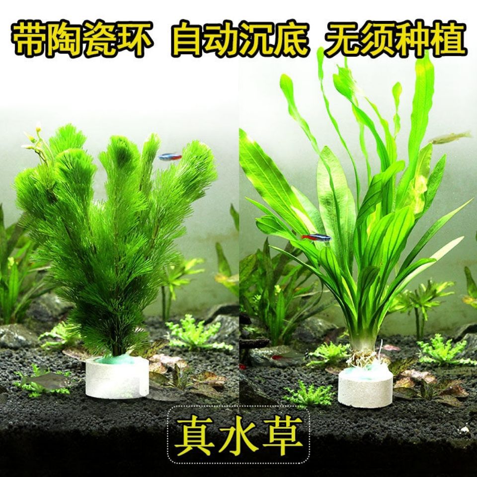 水草活体好养耐活真水草青竹叶绿菊大叶绿九冠鱼缸水草造景 4月17日发完 虎窝拼