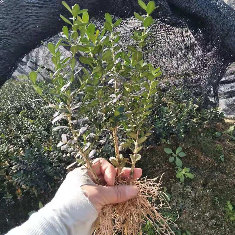 黄杨 ,龙鳞黑珍珠黄杨两年扦插  籽播苗,3棵包邮价