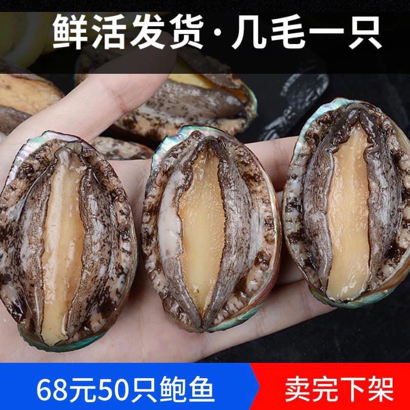 鲍鱼新鲜鲍鱼小鲍鱼海鲜水产鲜活贝类鲜活大鲍鱼全国包邮