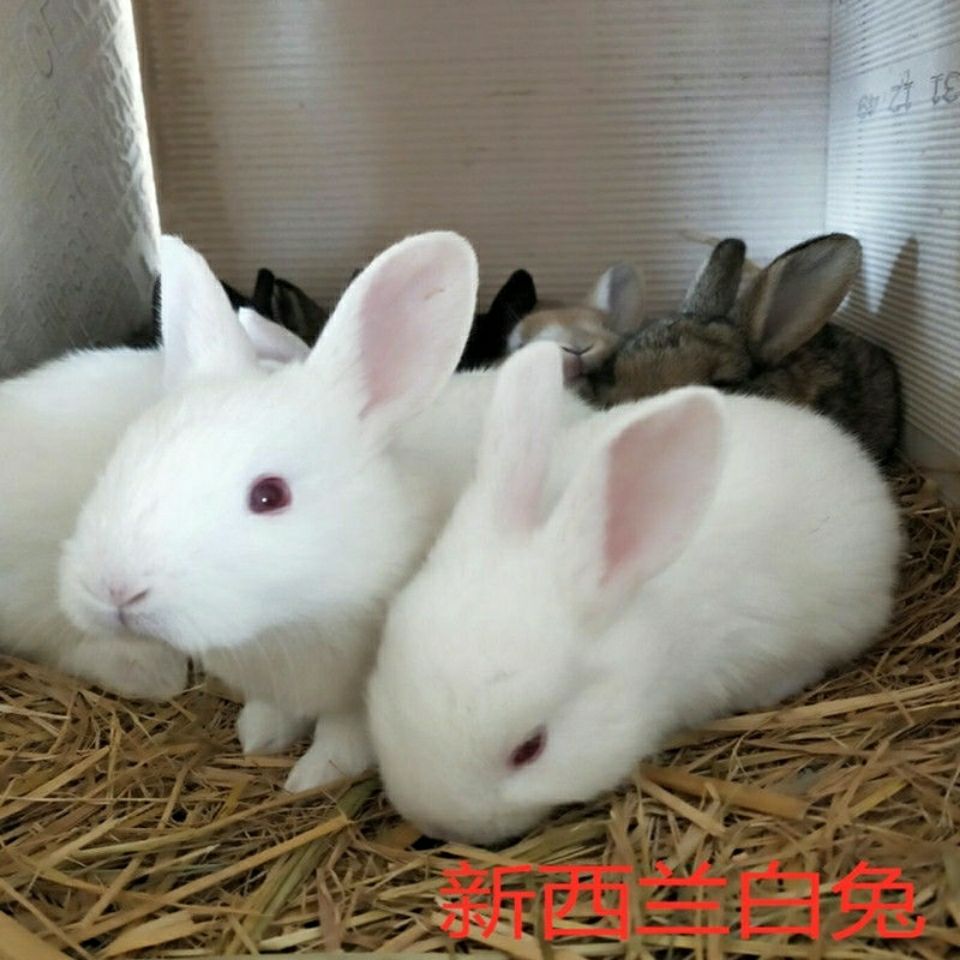 兔子兔子活物小兔子活体小兔子小白兔宠物兔健康好养活快繁殖力强