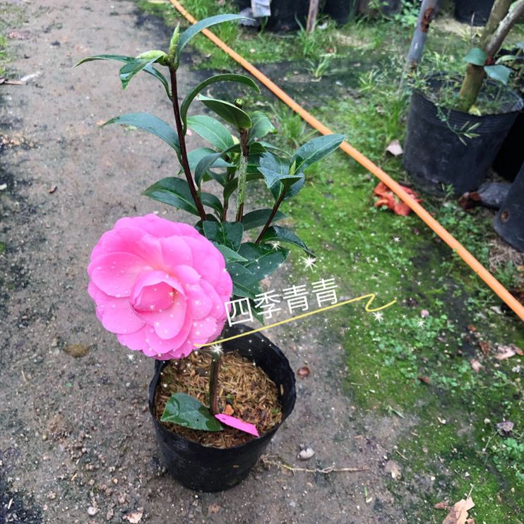 斑水屋纯色水屋茶花带花苞树苗花卉盆栽产地直销人气包邮