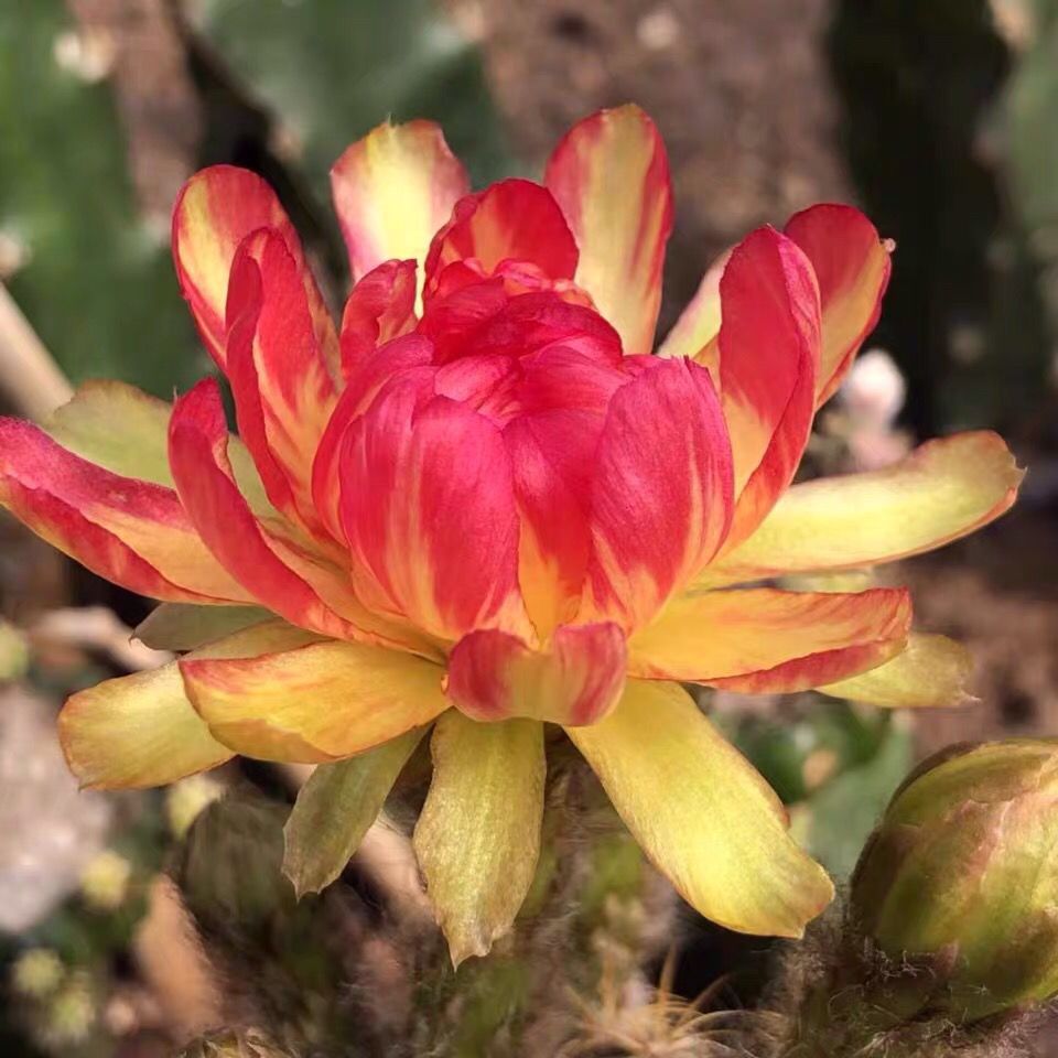 精品荷花bit仙人球丽花球属嫁接迷你趣味盆栽防辐射开粉花包邮 虎窝拼