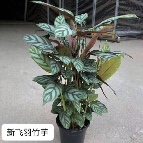新飞羽竹芋盆栽植物苹果之星竹芋孔雀竹芋观叶绿植净化空气吸甲醛