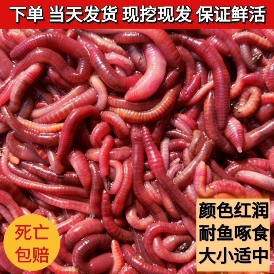 活体大号垂钓红蚯蚓野钓鱼饵半斤1斤种苗放生龟食红虫盒装散装