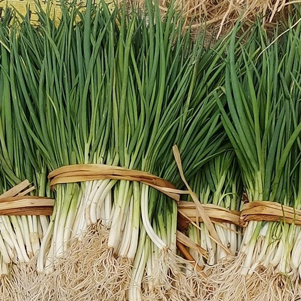 贵州平塘农家自种露天鲜嫩小葱分葱农家葱应季蔬菜1斤