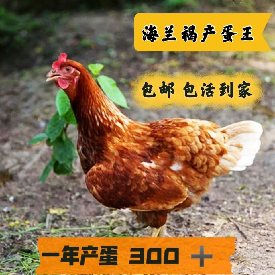产蛋王 海兰褐母鸡海兰灰母鸡小鸡活鸡到家脱温鸡活禽半大鸡蛋鸡【3月