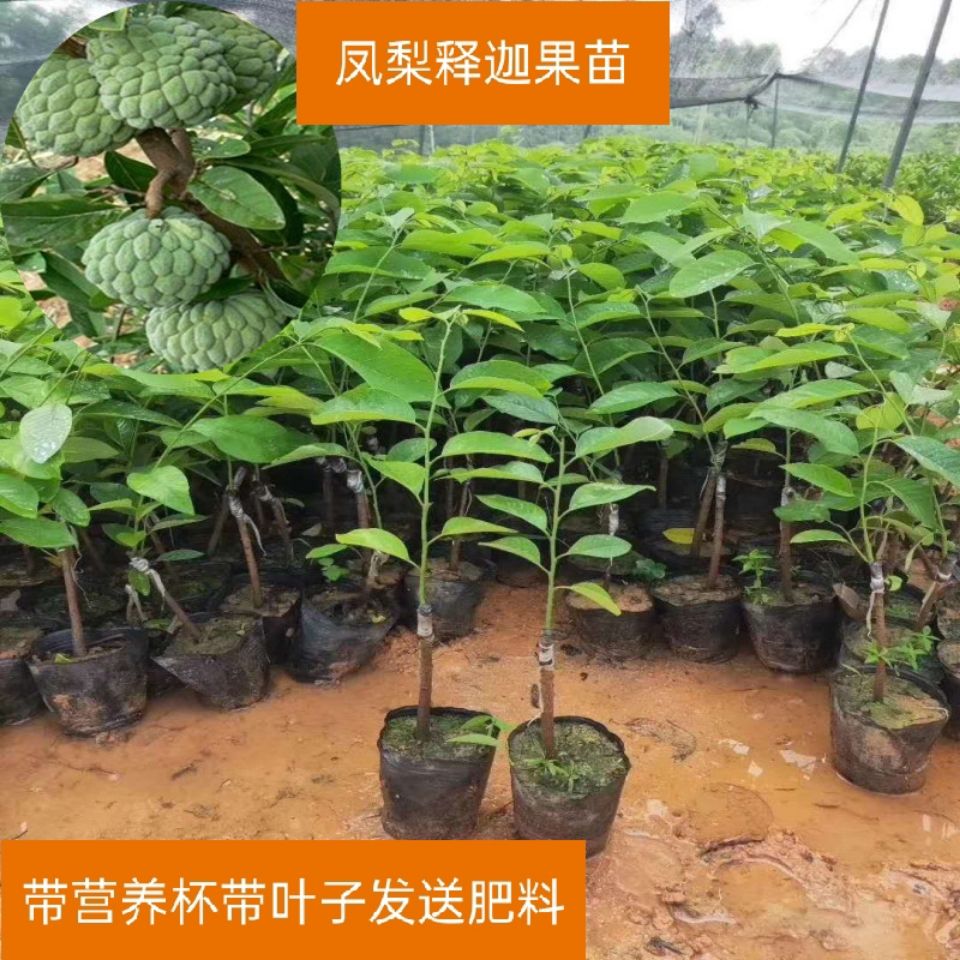 广西凤梨释迦果苗番荔枝红皮释迦南方庭院盆栽种植果树带土包邮