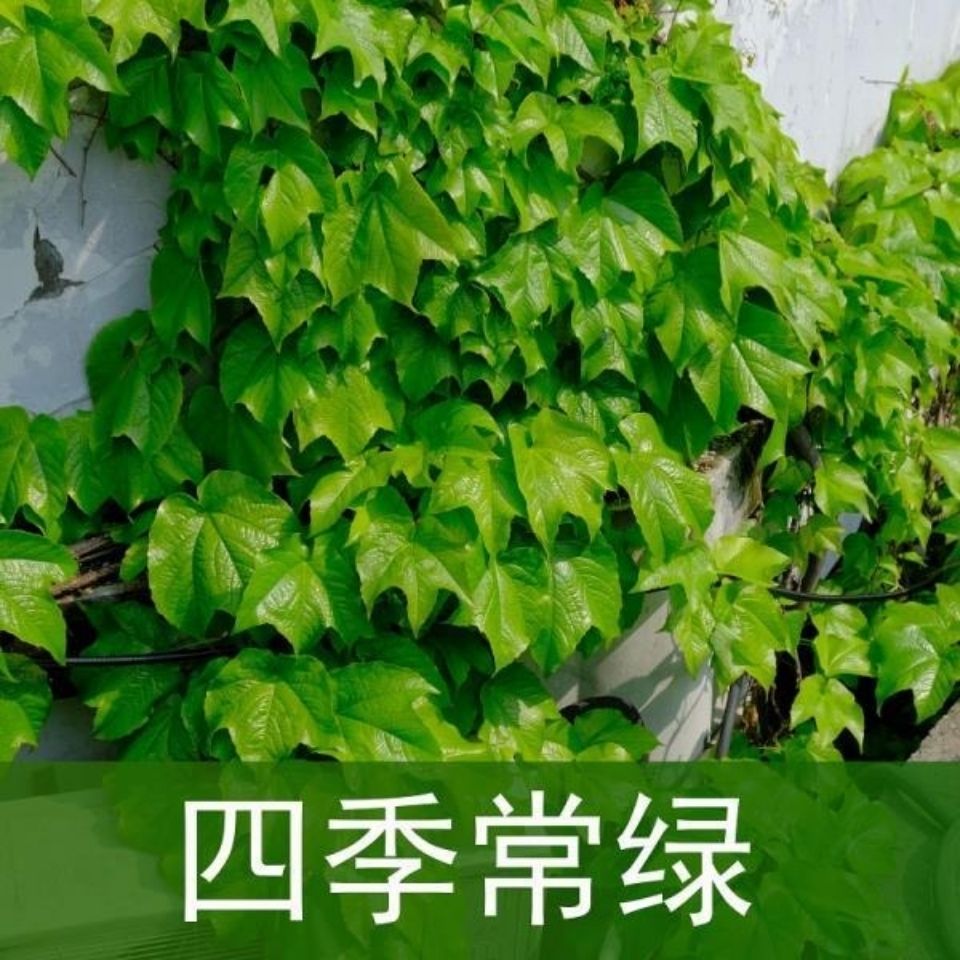 爬山虎苗三叶爬墙植物四季绿色五叶爬山虎苗爬藤植物庭院户外攀爬 11月2日发完 虎窝拼 爬山虎苗三叶爬墙植物四季绿色五叶爬山虎苗爬藤植物庭院户外攀爬 11月2日发完 虎窝拼