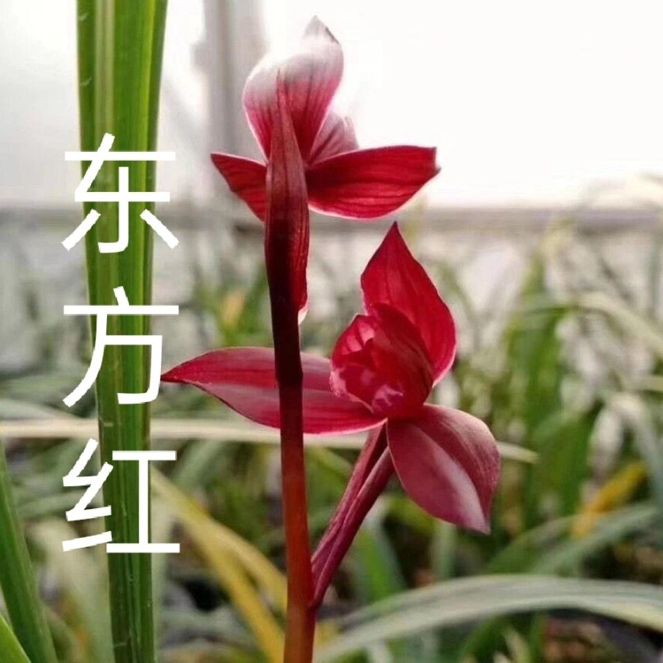 精品花卉盆栽春剑东方红兰花名品室内办公室绿植鲜花速递包邮