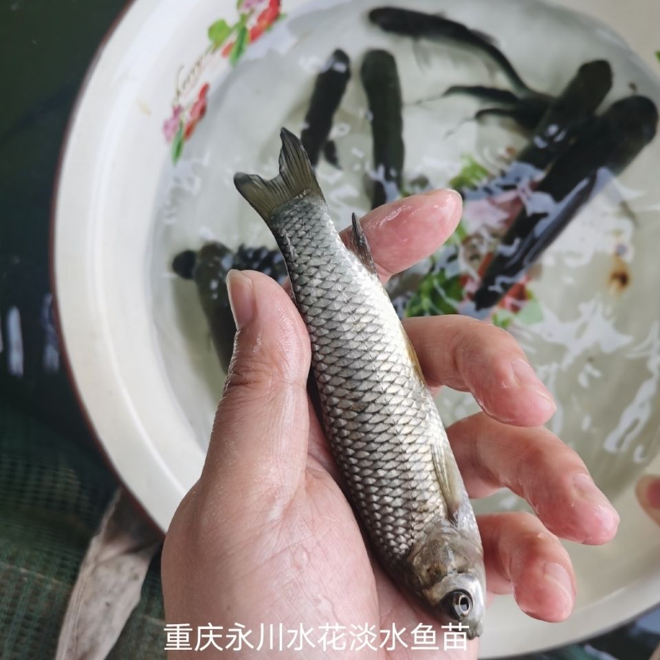 鱼苗草鱼苗鲩鱼苗草棒四大家鱼饵料鱼重庆鱼苗淡水养殖批发包活【3月