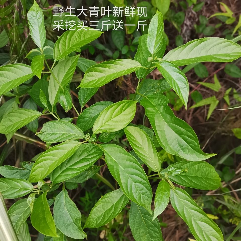 野生大青叶500g包邮牛耳青鬼灯火鸡屎菜板蓝根路边青青草心中药材