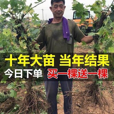 葡萄树苗巨峰葡萄苗当年结果南北方地栽盆栽庭院四季种植葡萄树苗 虎窝拼