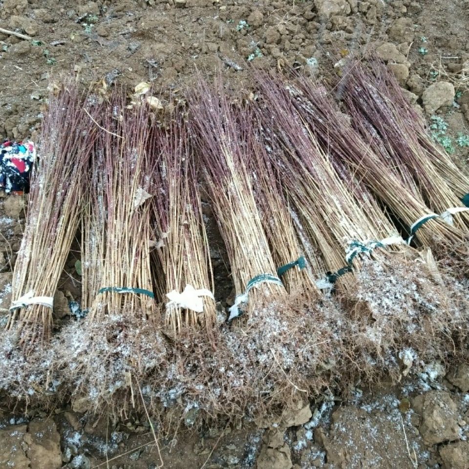 500棵起 野生山萸肉苗山茱萸苗茱萸种苗山萸肉树苗山芋肉枣皮苗木