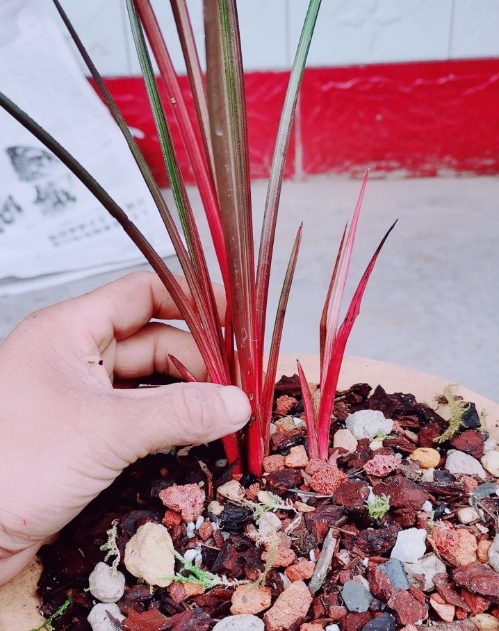 红香妃苗室内绿植花卉盆栽耐寒九寨沟特红带花苞花杆兰花香妃