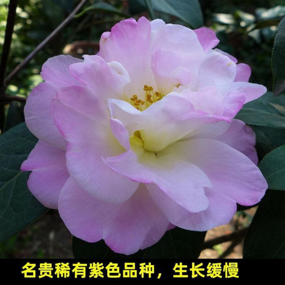 优品普陀紫光茶花稀有品种名贵茶花盆栽 (当年开花)福建发货