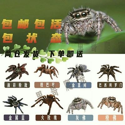 宠物蜘蛛活体非捕老挝红背黑寡妇狼蛛巨蟹蛛跳蛛活板门蛛猎人蛛 虎窝拼