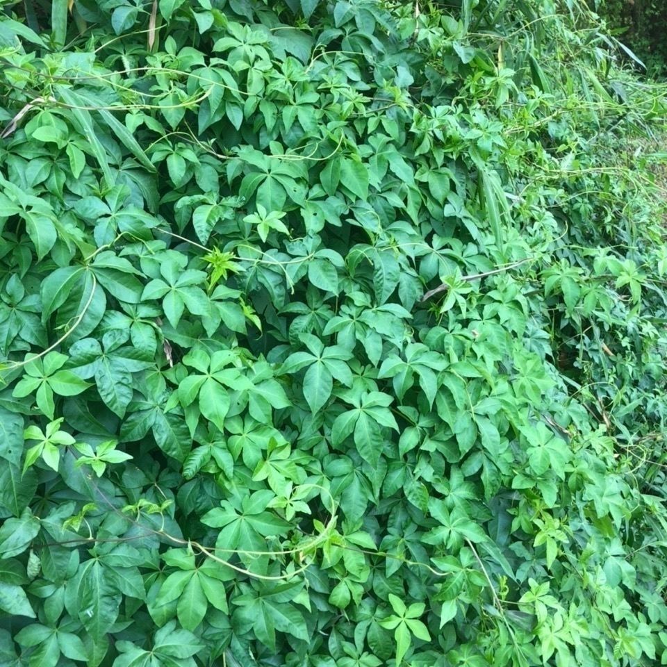 新鲜现采野生青草药五爪金龙掌叶槭叶台湾牵牛番仔藤 藤叶痒洗澡