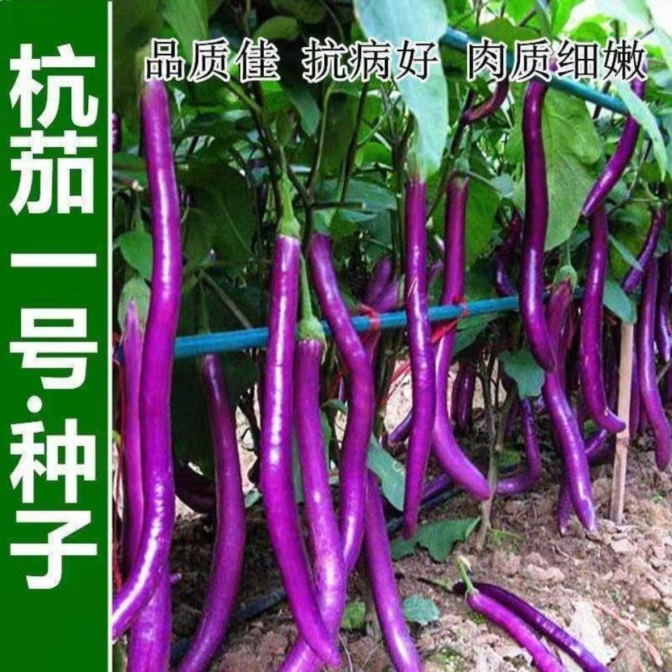 经典紫红长茄种子高产黑紫杭茄一号长茄籽阳台四季播蔬菜种籽种苗