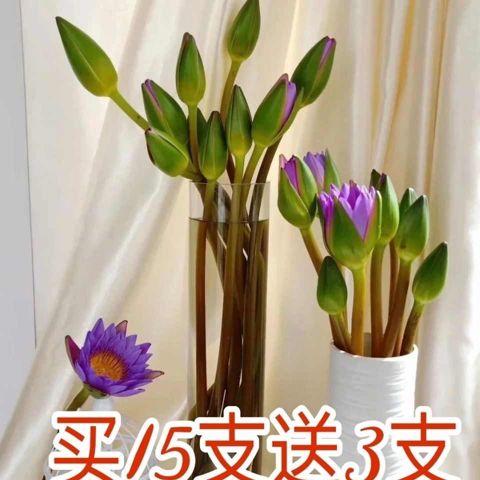睡莲花苞鲜花批发办公室家用供佛插花水养切花养植观音莲水培花 虎窝拼