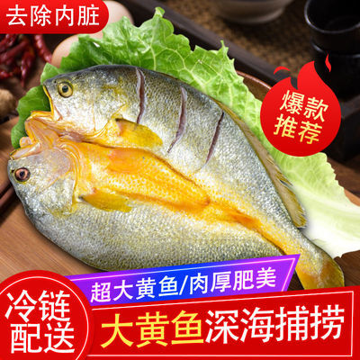 「无污染」海岸浦醇香黄鱼鲞东海生鲜大黄鱼免洗即烹脱脂黄花鱼