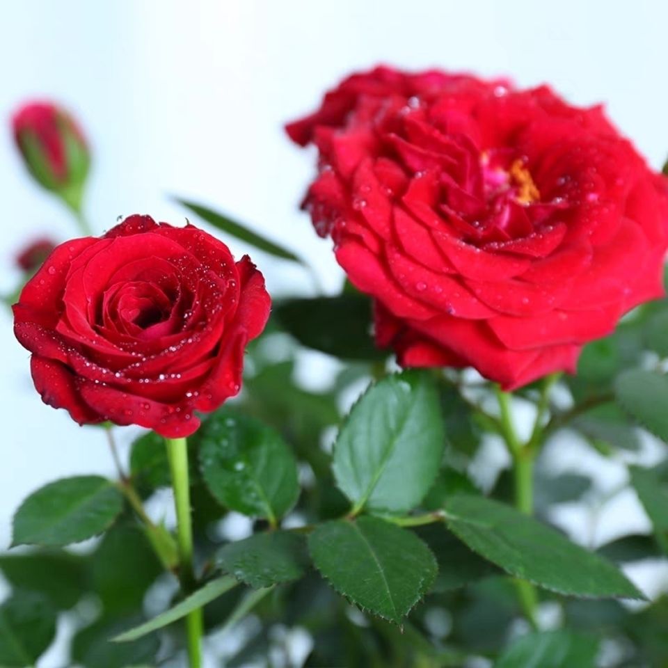 玫瑰花月季盆栽四季开花绿植室内庭院阳台大花浓香带花苞好养【2月22