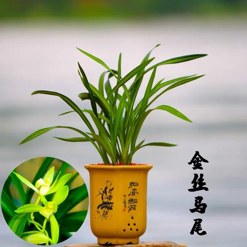 兰花苗建兰四季兰金丝马尾高级线艺素心兰浓香型花卉易开花易养活