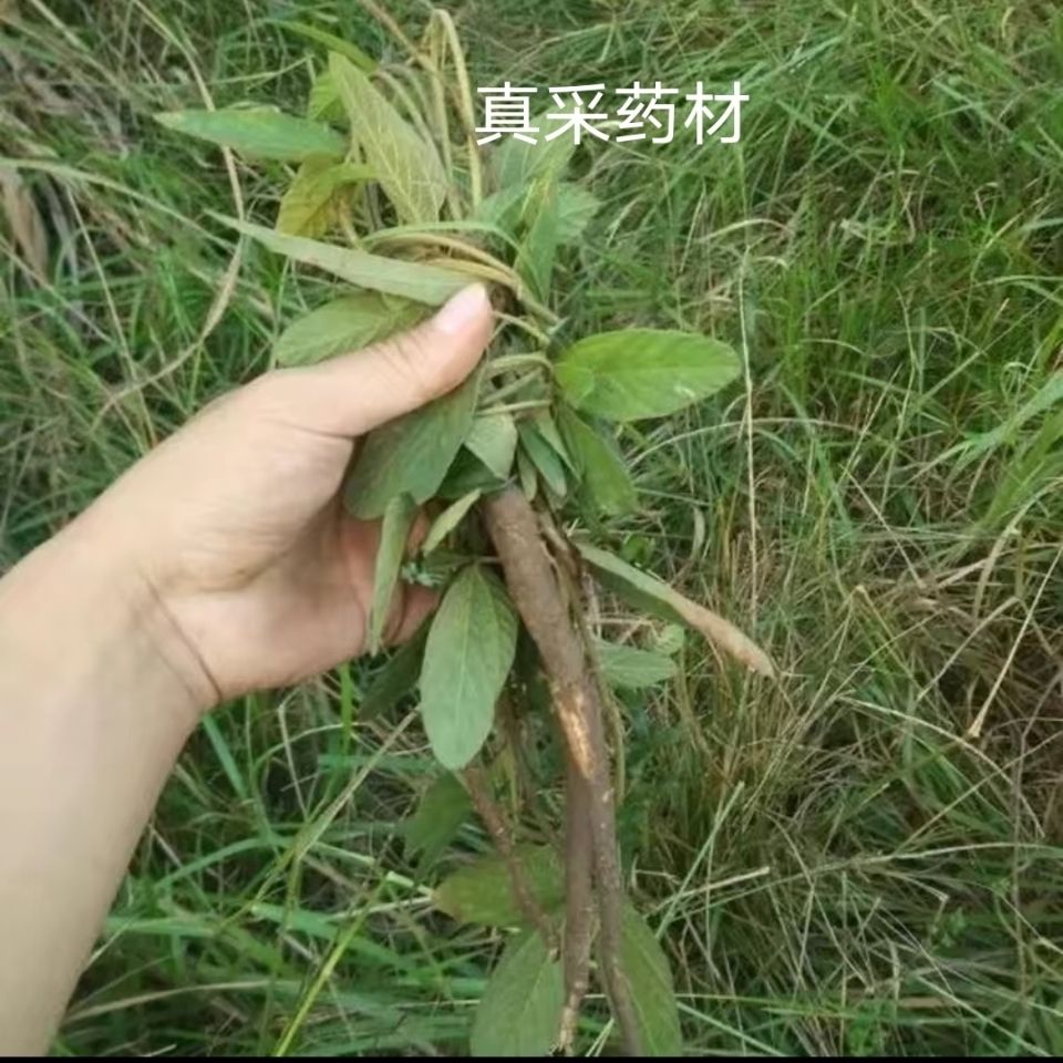 广西正品野生中药材红皮千斤拔老鼠尾吊马桩千斤力新鲜泡酒煲汤料