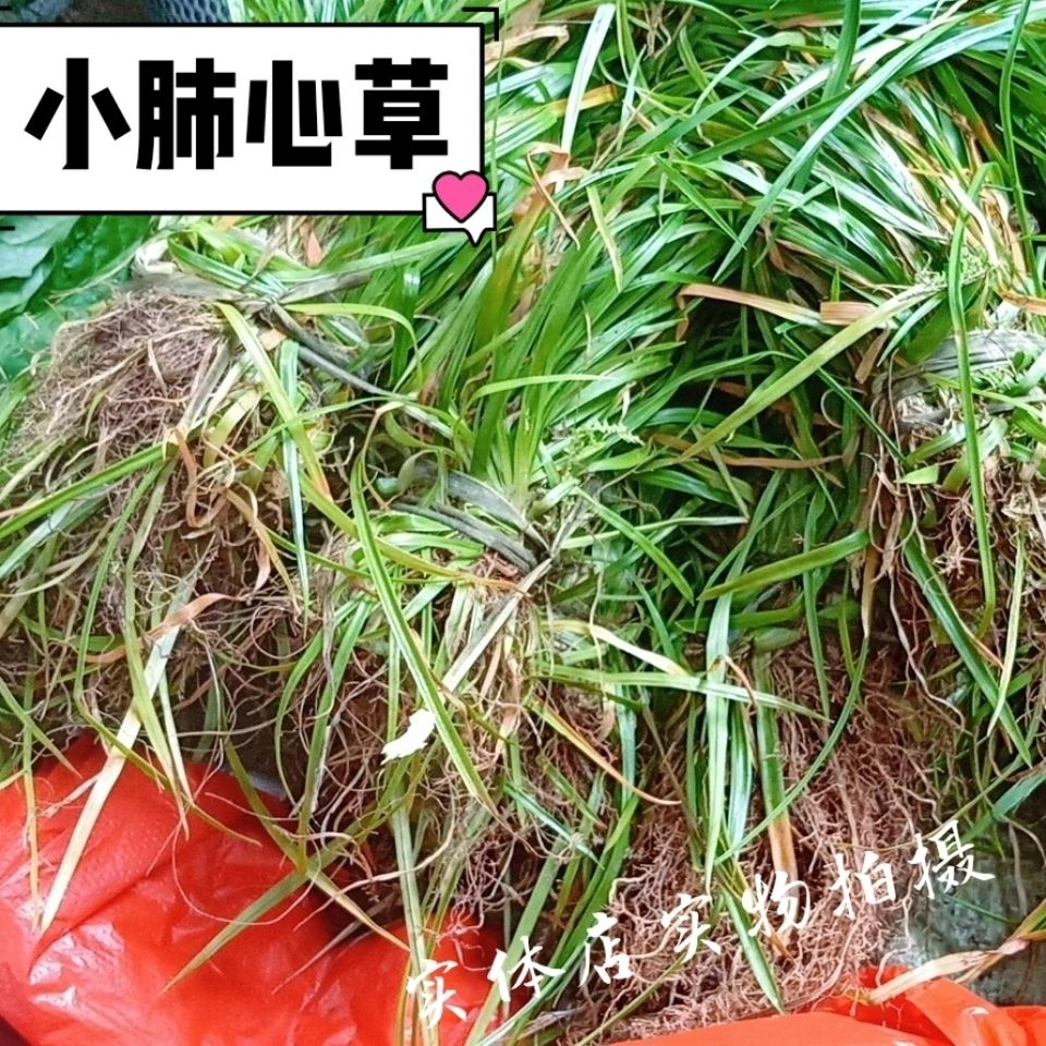 小肺筋草新鲜中草药材野生小肺心草肺经草500克包邮