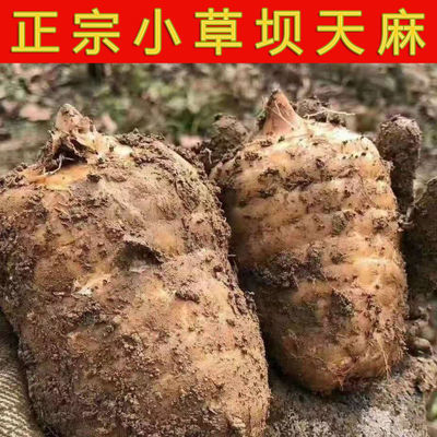 天麻新鲜仿野生天麻云南昭通小草坝天麻纯野天麻纯天然现挖煲汤