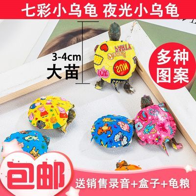 【送龟粮】网红炫彩小乌龟活体宠物龟卡通彩色小乌龟活体观赏龟苗