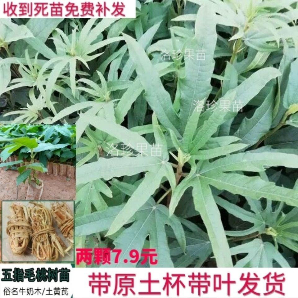 五指毛桃树苗牛奶木树苗土黄芪树苗五叉虎苗南北方四季种植盆地栽