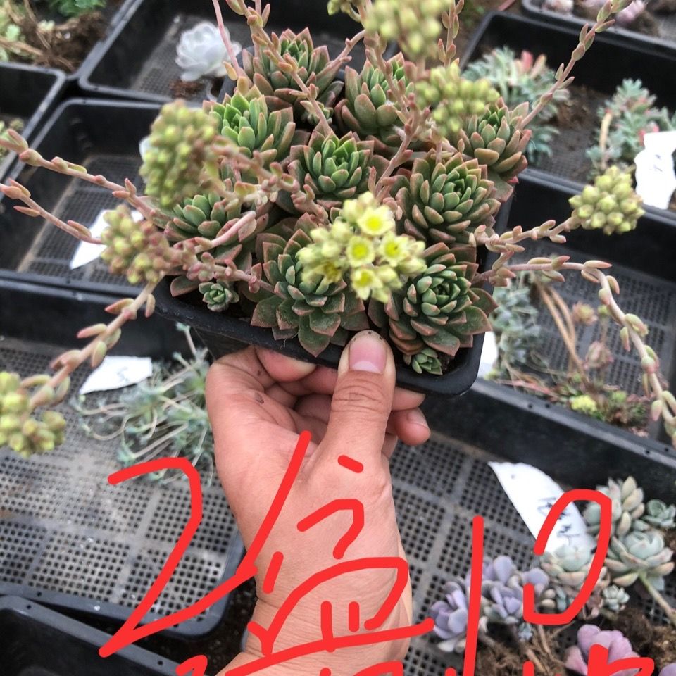 马库斯 多肉老桩群生基地直发包邮绿植办公室庭院露养品质状态好