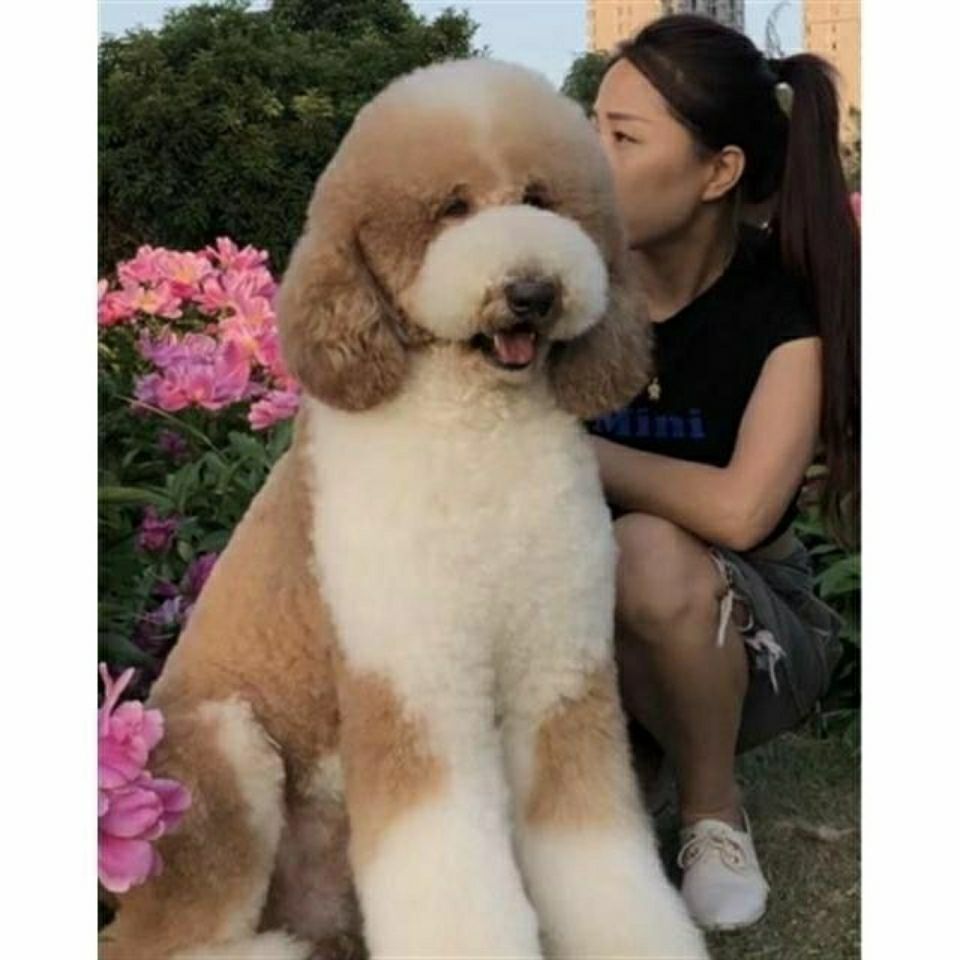 纯种巨贵活体幼犬宠物狗小狗巨型泰迪狗活体贵宾犬家养宠物狗幼崽