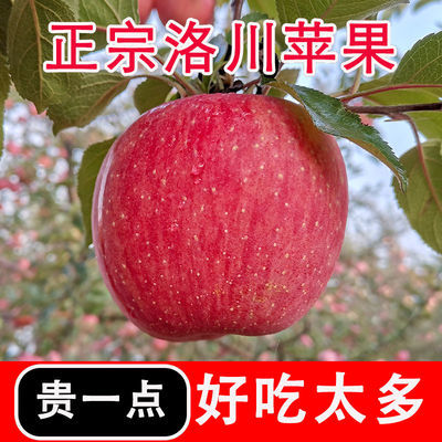 【洛川苹果24颗装】正宗红富士特级苹果冰糖心红富士新鲜脆甜整箱