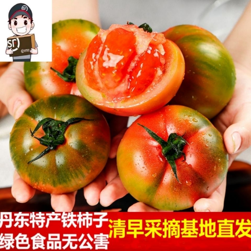 碱地铁皮草莓柿子盘锦碱地自然熟西红柿营口绿腚鹰爪丹东应季番茄