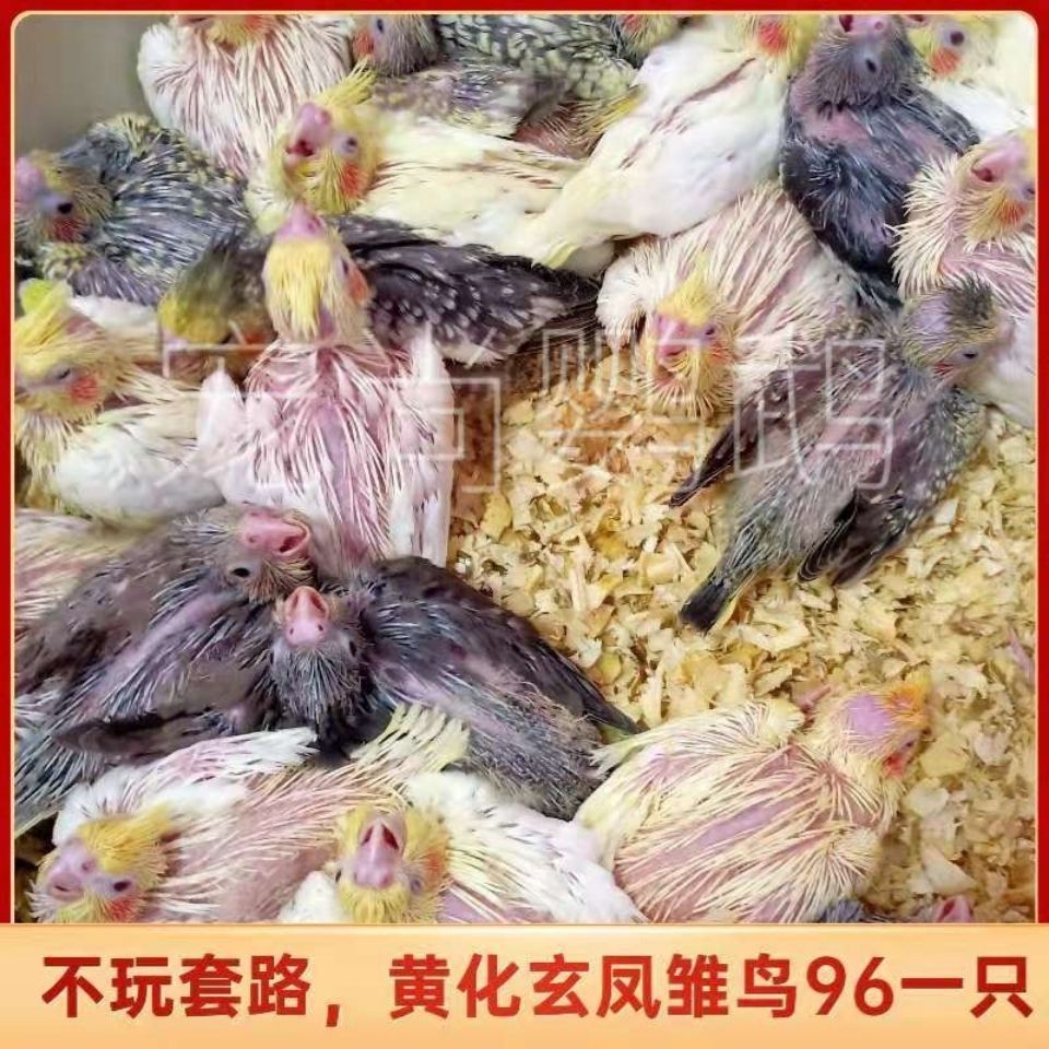 玄凤鹦鹉活幼鸟鹦鹉观赏鸟说话鸟小黄鸡黄桃绿桃绿金顶15到20天【3月8