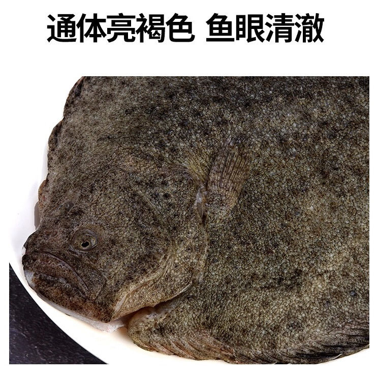 活冻多宝鱼大菱鲆鱼比目鱼新鲜多宝鱼海鲜水产野生海鱼鸦片鱼鲽鱼