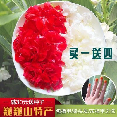 新鲜白色凤仙花指甲草花染指甲凤仙花灰指甲花红色花瓣桃红干花