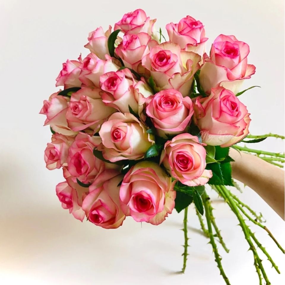艾莎粉色玫瑰花云南鲜花基地直发水养真花装饰生日结婚38节送礼物