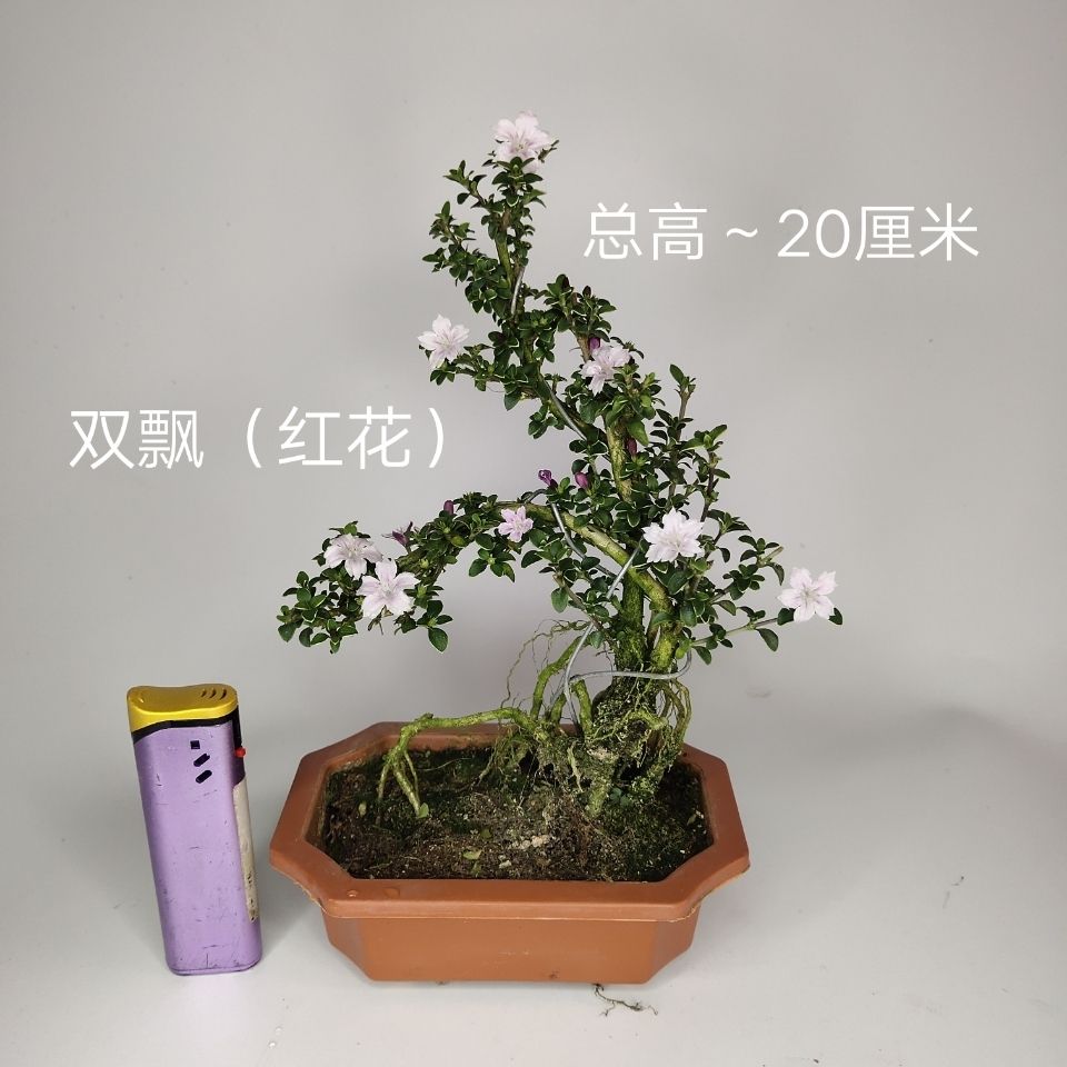 提根金边六月雪盆景老桩红花白花悬崖四季长青绿植花卉草盆栽室内 虎窝拼