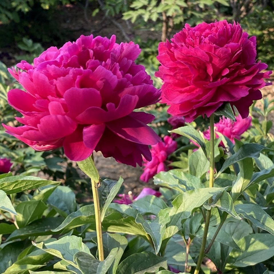 芍药花苗带芽大根块室外阳台庭院盆栽花卉花种子植物绿植四季开花 虎窝拼