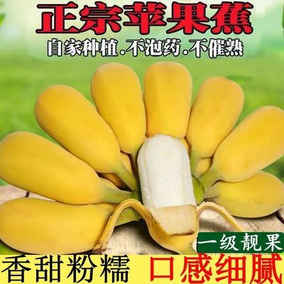 广西正宗苹果蕉西贡粉蕉当季新鲜现摘水果薄皮香蕉3-10斤批发整箱