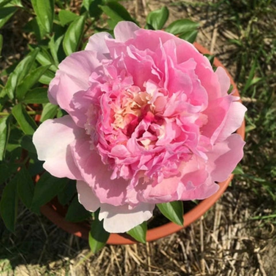 芍药花苗带芽大根块室外阳台庭院盆栽花卉花种子植物绿植四季开花 虎窝拼