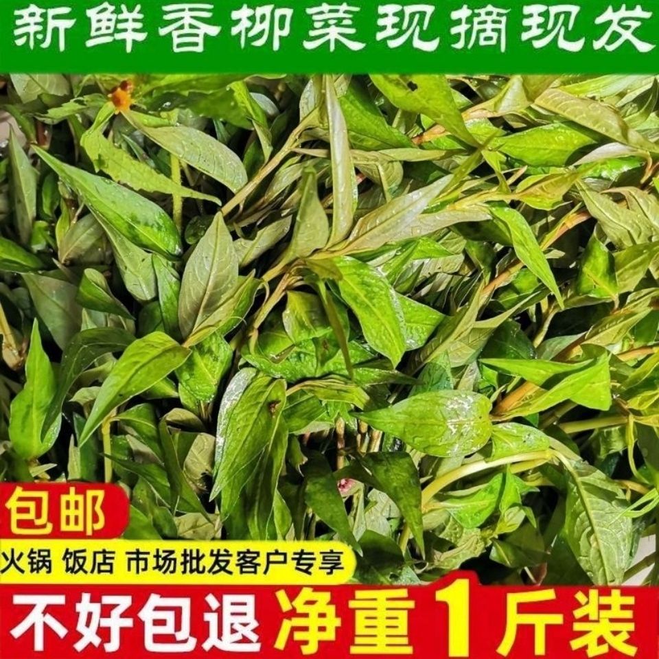 云南特有香料野生香蓼柳 香柳菜辣蓼草 芳香扑鼻 煮鱼撒撇凉拌1斤